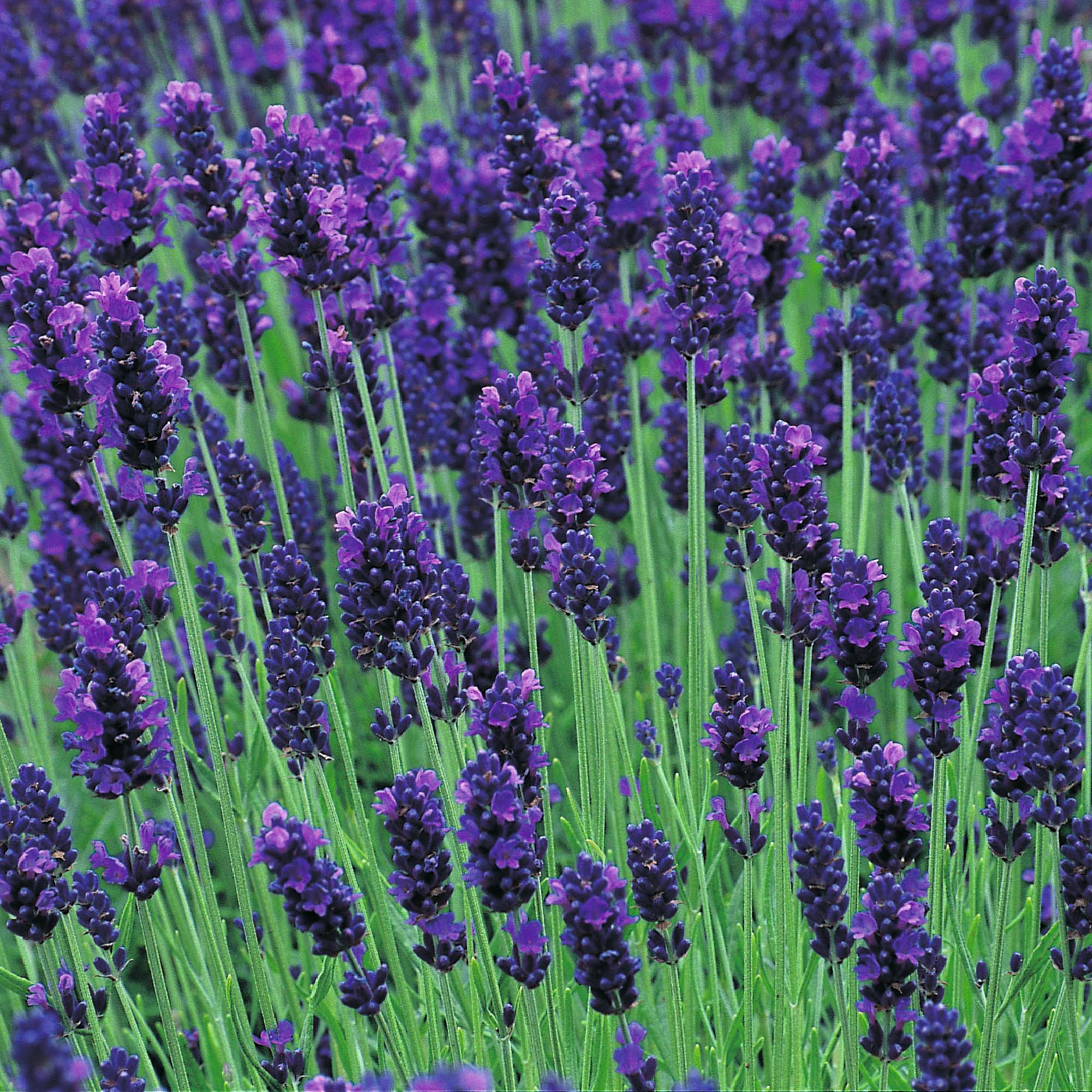LAVANDA NANA COLTIVAZIONE E VENDITA